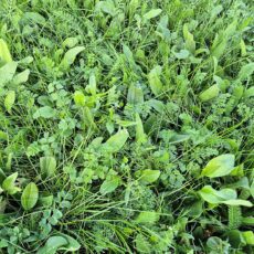 5060094341798 1 BioScapes Biodiverse Turf 1m2 roll 30 rolls.jpg